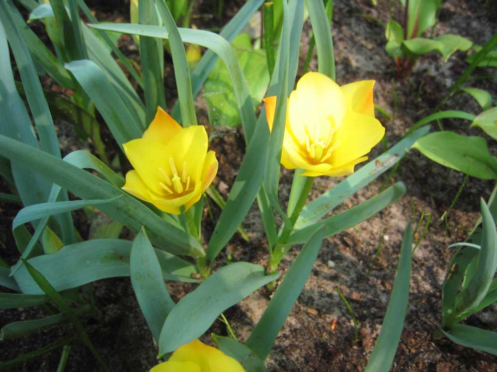 Tulipa batalinii 'Bright Gem' (Schmalblättrige Tulpe)